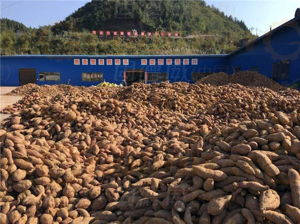 紅薯打粉機多少錢一套?如何選擇機型?前提是要搞清楚這2個問題 紅薯打粉機多少錢一套?如何選擇機型?前提是要搞清楚這2個問題