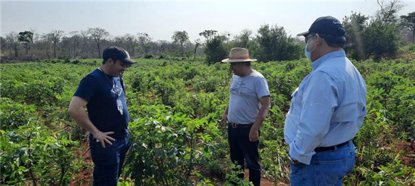 【疫情之下的默契合作】時(shí)產(chǎn)500公斤木薯淀粉線落戶玻利維亞 【疫情之下的默契合作】時(shí)產(chǎn)500公斤木薯淀粉線落戶玻利維亞
