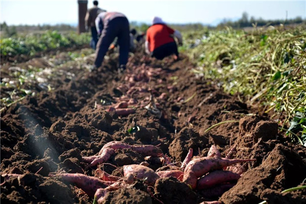 紅薯精白淀粉加工，提高淀粉提取率的3個方法