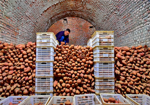 紅薯精白淀粉加工，提高淀粉提取率的3個方法