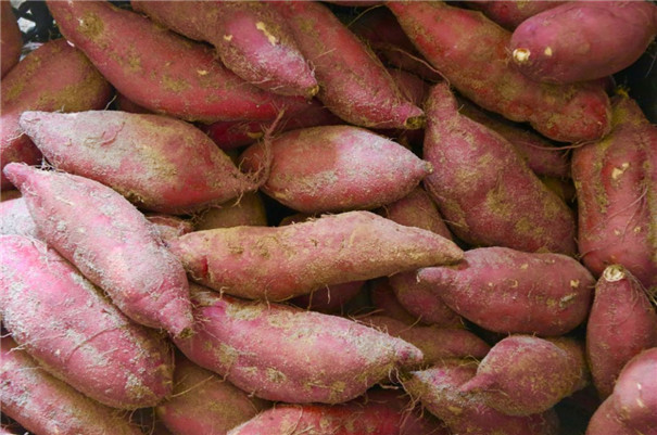 紅薯精白淀粉加工，提高淀粉提取率的3個方法