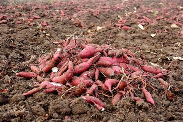 紅薯原料 紅薯原料